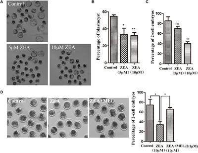 Protective Effects of Melatonin Against Zearalenone Toxicity on Porcine Embryos in vitro